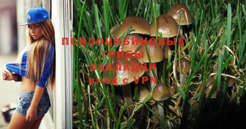 закладка  Пудож  Галлюциногенные грибы Psilocybe 